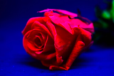 Fotografía titulada "Rose" por Elvina Minjacq, Obra de arte original, Fotografía digital