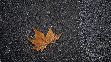 摄影 标题为“Floating leaf” 由Emanuele De Vincenzo, 原创艺术品, 数码摄影