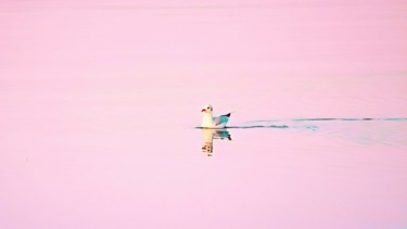Fotografia intitulada "Seagull on the lake" por Emanuele De Vincenzo, Obras de arte originais, Fotografia Manipulada
