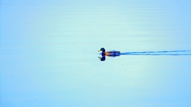 Fotografia intitolato "Swimming Duck" da Emanuele De Vincenzo, Opera d'arte originale, Fotografia digitale