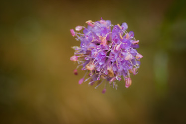 Photographie intitulée "Rosée rosé" par Emilie Reydon, Œuvre d'art originale