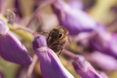 Photographie intitulée "Bee" par Emilie Reydon, Œuvre d'art originale