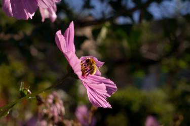 Photographie intitulée "Abeille en robe rose" par Emilie Reydon, Œuvre d'art originale