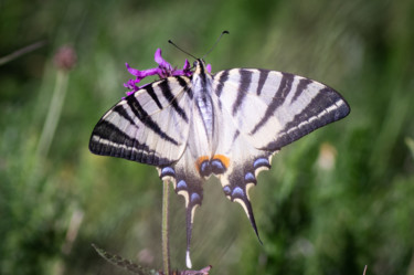 Photographie intitulée "papillon" par Emilie Reydon, Œuvre d'art originale, Photographie numérique