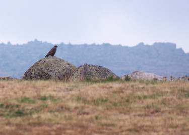 Photographie intitulée "Buse Variable" par Emilie Reydon, Œuvre d'art originale