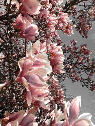 Fotografie getiteld "Les arbres en fleurs" door Emma Laflute, Origineel Kunstwerk, Digitale fotografie