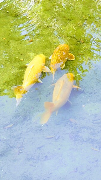 Photographie intitulée "Trio de poissons" par Emma Laflute, Œuvre d'art originale, Photographie numérique