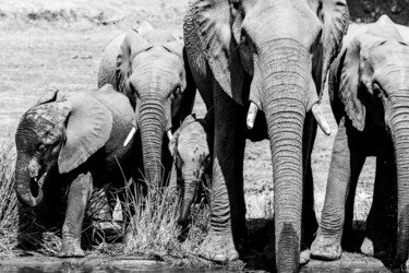 Photography titled "Elephant Family" by Emmanuel Quinart, Original Artwork, Digital Photography