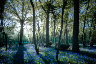 Fotografía titulada "Forêt de jacinthes." por Emmanuel Raussin, Obra de arte original, Fotografía digital