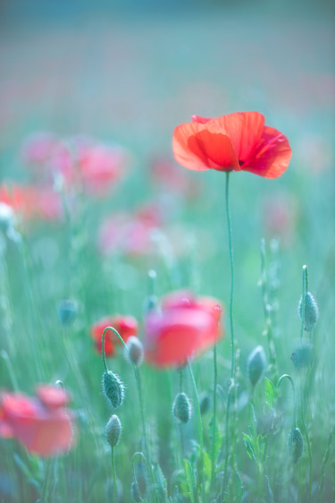 Photography titled "Gentil coquelicot." by Emmanuel Raussin, Original Artwork, Digital Photography