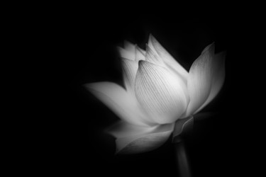 Fotografia intitolato "Douceur lotus." da Emmanuel Raussin, Opera d'arte originale, Fotografia digitale