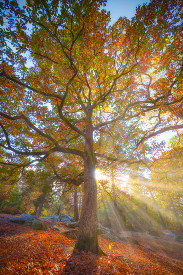 Photographie intitulée "Tree of life." par Emmanuel Raussin, Œuvre d'art originale, Photographie numérique