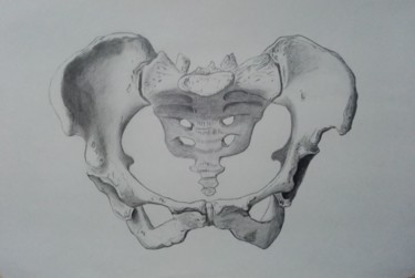 Zeichnungen mit dem Titel "Pelvis humano" von Emmanuel Vallejo, Original-Kunstwerk, Bleistift
