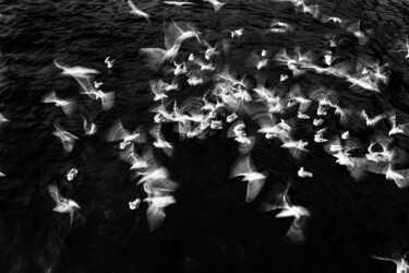 Fotografie getiteld "Gulls" door Emrah Oprukcu, Origineel Kunstwerk, Digitale fotografie