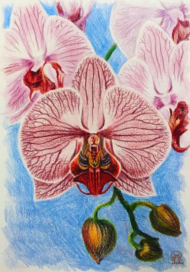 Dessin intitulée "Орхидея. Скетч." par Larissa Lukaneva, Œuvre d'art originale, Crayon