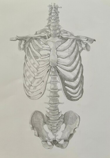 Рисунок под названием "Скелет человека. Ви…" - Larissa Lukaneva, Подлинное произведение искусства, Карандаш