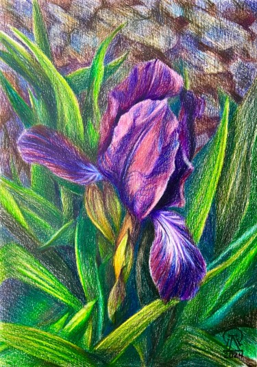 Рисунок под названием "Фиолетовый ирис. Ск…" - Larissa Lukaneva, Подлинное произведение искусства, Карандаш