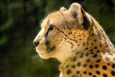 Photographie intitulée "Gepard" par Enrico Sporleder, Œuvre d'art originale, Photographie numérique