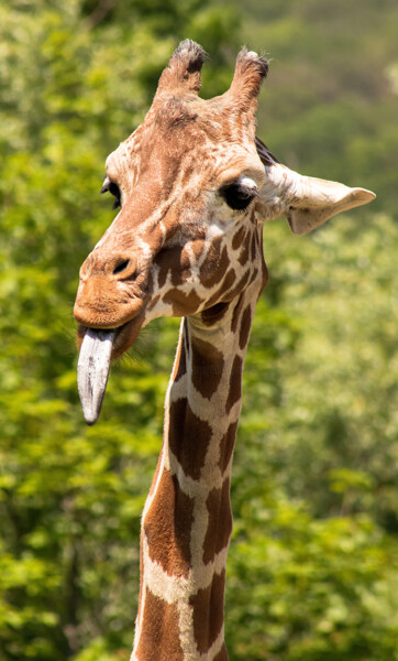 Photography titled "Giraffe" by Enrico Sporleder, Original Artwork, Digital Photography