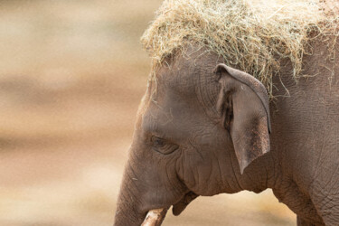 Photographie intitulée "Elefanten Kind" par Enrico Sporleder, Œuvre d'art originale, Photographie numérique