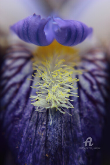 Photography titled "Iris" by Erealpha, Original Artwork, Digital Photography