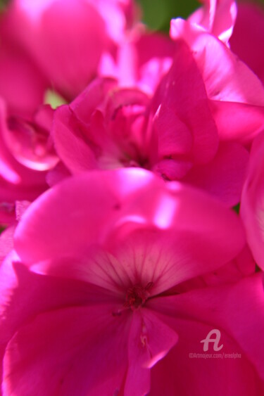 "Fleurs de géranium…" başlıklı Fotoğraf Erealpha tarafından, Orijinal sanat, Dijital Fotoğrafçılık