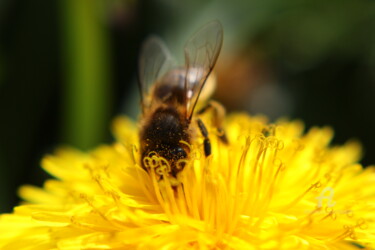 Photographie intitulée "Abeille butinant" par Erealpha, Œuvre d'art originale, Photographie non manipulée