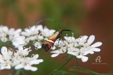 Photographie intitulée "Papillon coloré" par Erealpha, Œuvre d'art originale, Photographie numérique