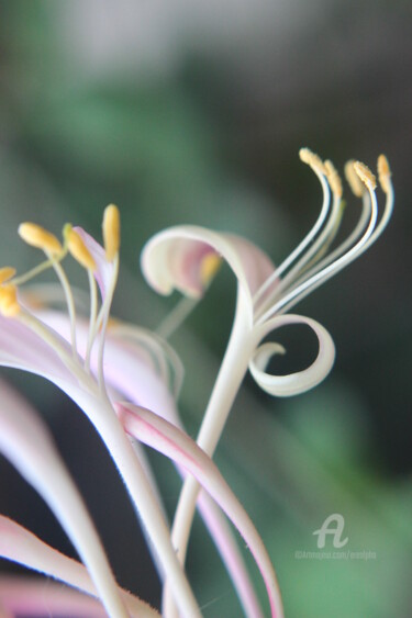 Photographie intitulée "Fleurs de chèvrefeu…" par Erealpha, Œuvre d'art originale, Photographie numérique