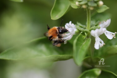 Photographie intitulée "Abeille sur basilic" par Erealpha, Œuvre d'art originale, Photographie numérique