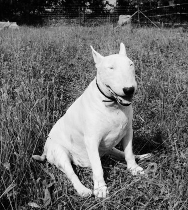 Fotografia intitolato "Happy dog" da Erealpha, Opera d'arte originale, Fotografia digitale