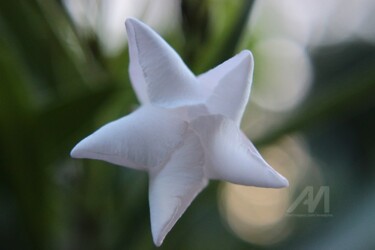 A mon étoile Photographie intitulée "A mon étoile" par Erealpha, Œuvre d'art originale, Photographie non manipulée