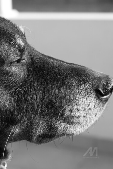 L'Ami Photographie intitulée "L'Ami" par Erealpha, Œuvre d'art originale, Photographie numérique