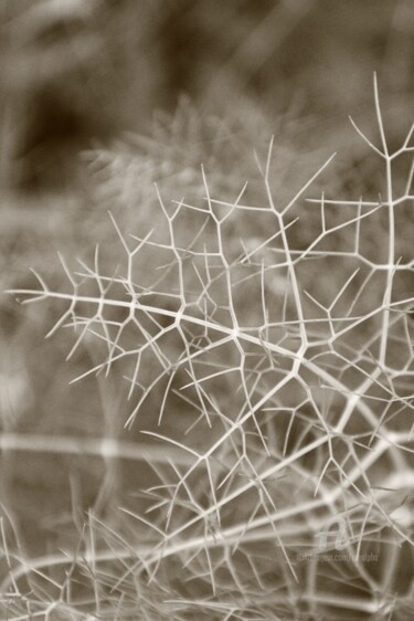 Photographie intitulée "Skeletton" par Erealpha, Œuvre d'art originale, Photographie non manipulée