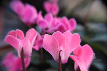Photography titled "Cyclamen" by Erealpha, Original Artwork, Non Manipulated Photography