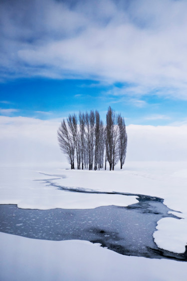 Fotografia zatytułowany „Alone trees” autorstwa Eren Çevik, Oryginalna praca