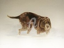 Painting titled "italian-spinone-in-…" by Eric Burgess-Ray, Original Artwork, Oil
