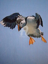 Ζωγραφική με τίτλο "puffin-landing-eric…" από Eric Burgess-Ray, Αυθεντικά έργα τέχνης, Λάδι