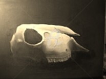 Painting titled "sheep-skull-eric-bu…" by Eric Burgess-Ray, Original Artwork, Oil