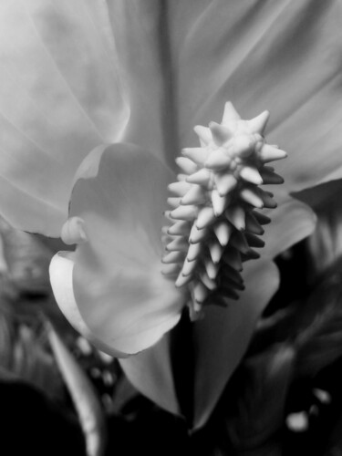 Photographie intitulée "White and Black Ant…" par Eric L Vadé, Œuvre d'art originale, Photographie numérique