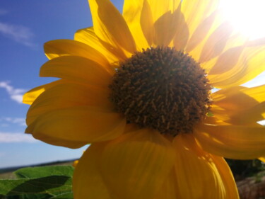 Photography titled "Sun Flower" by Eric L Vadé, Original Artwork, Digital Photography