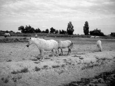 Photography titled "Camargue Horses" by Eric L Vadé, Original Artwork, Non Manipulated Photography