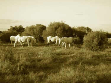 Photographie intitulée "Camargue Horses" par Eric L Vadé, Œuvre d'art originale, Photographie numérique