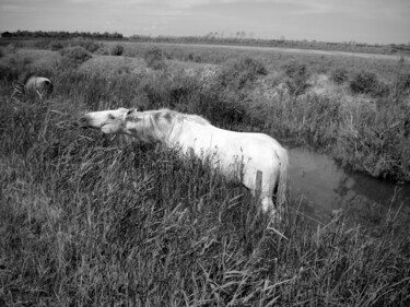 Photographie intitulée "Camargue Horse" par Eric L Vadé, Œuvre d'art originale, Photographie numérique