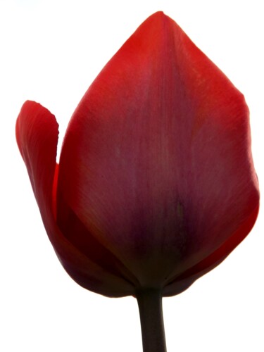 Fotografia intitolato "Red  Tulip" da Eric L Vadé, Opera d'arte originale, Fotografia digitale