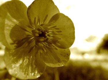 Photographie intitulée "Un Bouton D'Or" par Eric L Vadé, Œuvre d'art originale, Photographie non manipulée