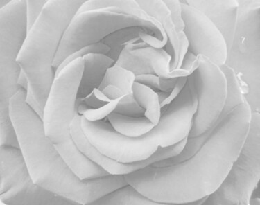 Photography titled "White Rose" by Eric L Vadé, Original Artwork, Digital Photography
