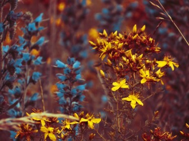 Φωτογραφία με τίτλο "Wild Flowers" από Eric L Vadé, Αυθεντικά έργα τέχνης, Ψηφιακή φωτογραφία