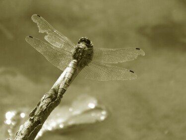 Photography titled "Dragonfly" by Eric L Vadé, Original Artwork, Non Manipulated Photography