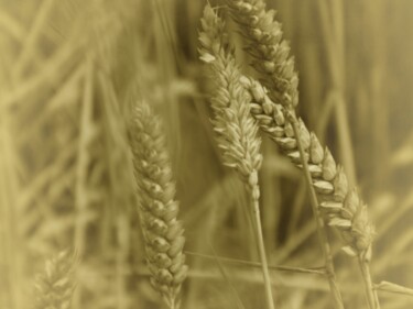 Photographie intitulée "Wheat" par Eric L Vadé, Œuvre d'art originale, Photographie non manipulée